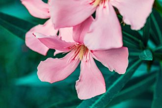 guide pratique pour tailler les lauriers afin d'avoir un jardin florissant