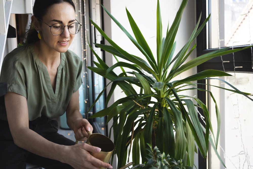 une plante grand feuillage pour un intérieur luxuriant